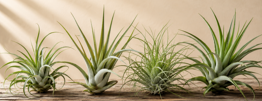 Tillandsia: Guida Completa alla Cura della Pianta dell'Aria