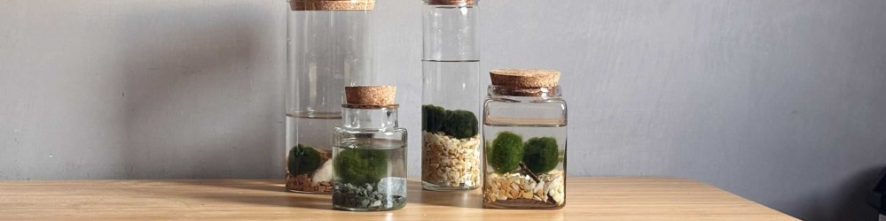 Marimo